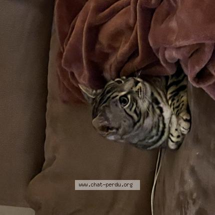 Photo 1/1 Silver Chat lost in Vincennes