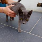 Picture of cat found at Renescure