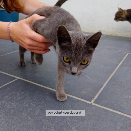 Photo 1/1 Found cat Found in Renescure