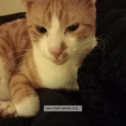 Photo 1/1 Spirou Chat lost in Saint priest