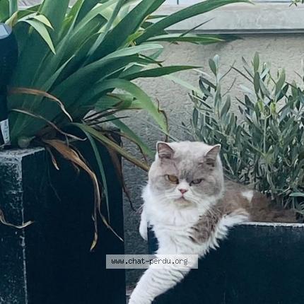 Photo 1/1 Socrathe Chat lost in Reims