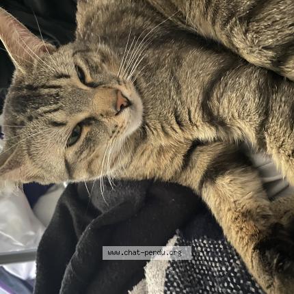 Photo 1/1 Tommy Chat lost in Laval