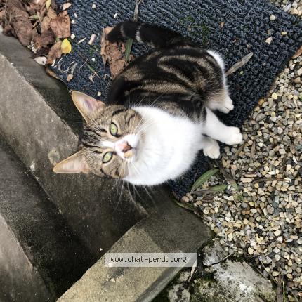 Photo 1/1 Marcello Chat lost in Coutras