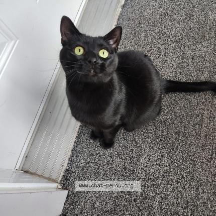 Photo 1/1 Aliss Chat lost in Berthierville