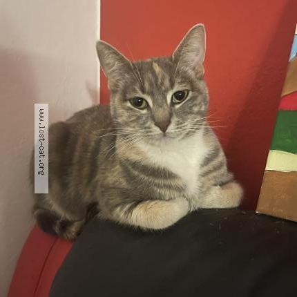 Photo 1/1 Spencer Chat lost in Sydney