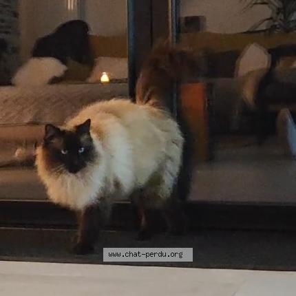 Photo 1/1 Maki Chat lost in Montigne sur moine