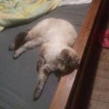 Picture of cat lost at Mas Grenier