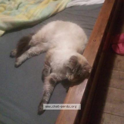 Photo 1/1 valérie clement Chat lost in Mas grenier