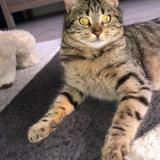 Picture of cat lost at Maillezais