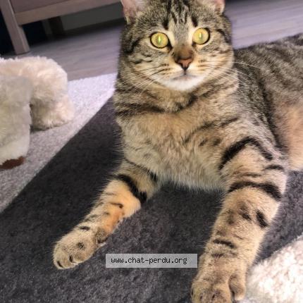 Photo 1/4 Praline menard Chat lost in Maillezais