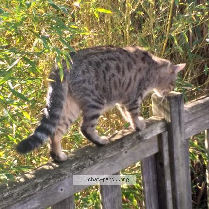 Photo 2/4 Praline menard Chat lost in Maillezais