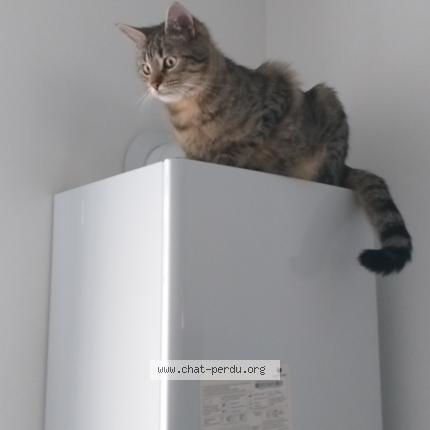 Photo 3/4 Praline menard Chat lost in Maillezais