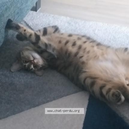 Photo 4/4 Praline menard Chat lost in Maillezais