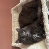 Picture of cat lost at Saint Mars Sur Colmont