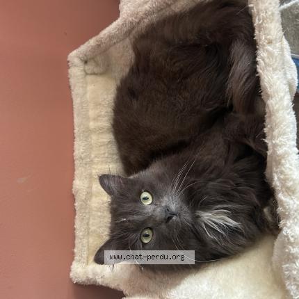 Photo 1/1 Mowgly Chat lost in Saint mars sur colmont