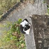 Picture of cat found at Gueret