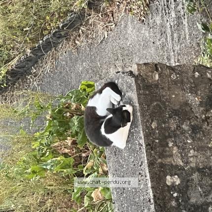 Photo 1/1 Found cat Found in Gueret