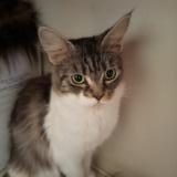 Picture of cat lost at Saint Antoine De Ficalba