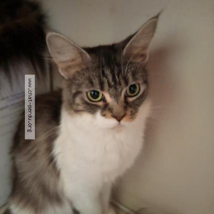 Photo 1/1 Uline Chat lost in Saint antoine de ficalba