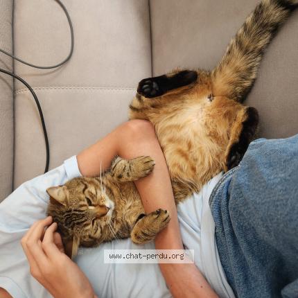 Photo 1/1 Asta Chat lost in Talant