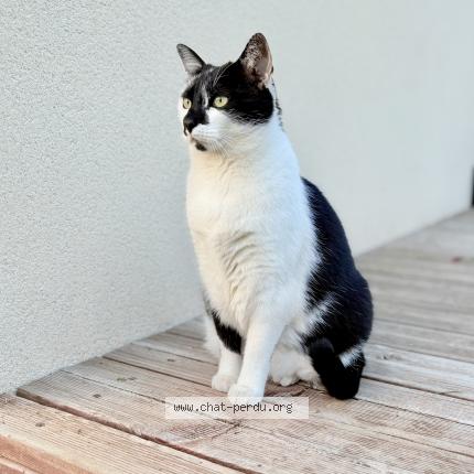 Photo 1/1 Rio Chat lost in Laize clinchamps