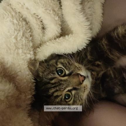 Photo 1/1 Guizmo Chat lost in Orsay ville