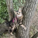 Picture of cat lost at Bois D Arcy