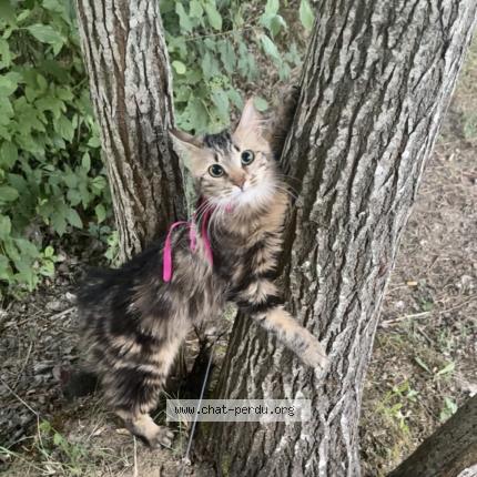 Photo 1/1 Paulette Chat lost in Bois d arcy