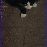 Picture of cat found at Anderlecht