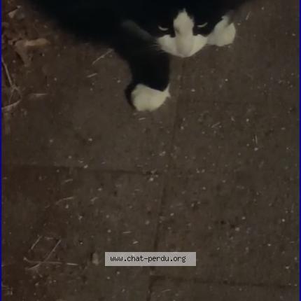 Photo 1/1 Found cat Found in Anderlecht