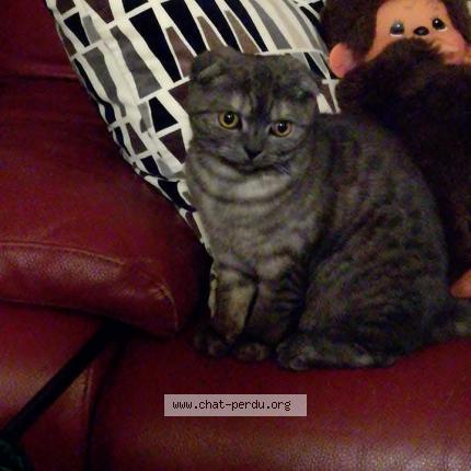 Photo 1/1 Opaline Chat lost in Tihange