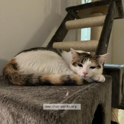 Foto 1/5 Wiedergefundene Katze Verloren in Blonay