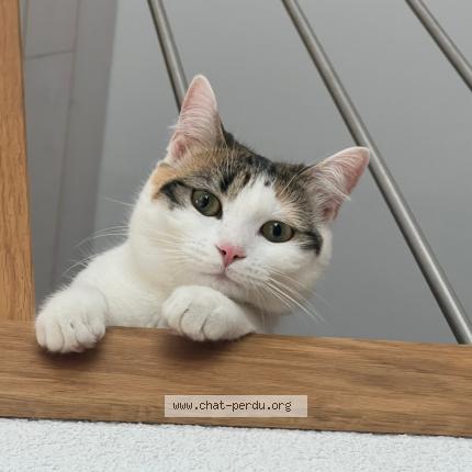 Foto 2/5 Wiedergefundene Katze Verloren in Blonay