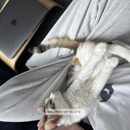 Foto 4/5 Wiedergefundene Katze Verloren in Blonay