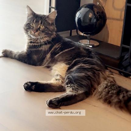 Photo 1/1 Seasmoke Chat lost in Colombes