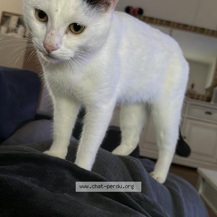 Photo 1/1 Rio Chat lost in Contres