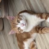 Picture of cat found at Amiens