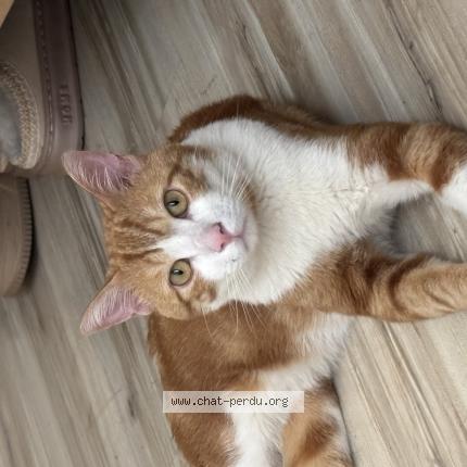 Photo 1/1 Found cat Found in Amiens