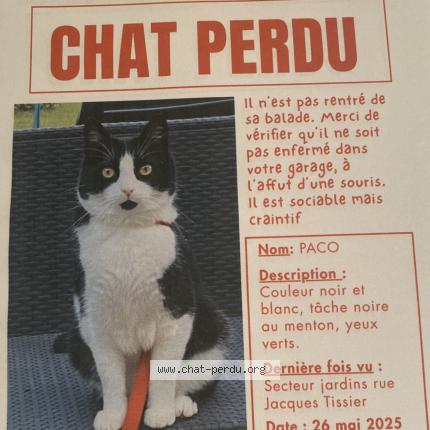 Photo 1/1 Paco Chat lost in Saint amand montrond