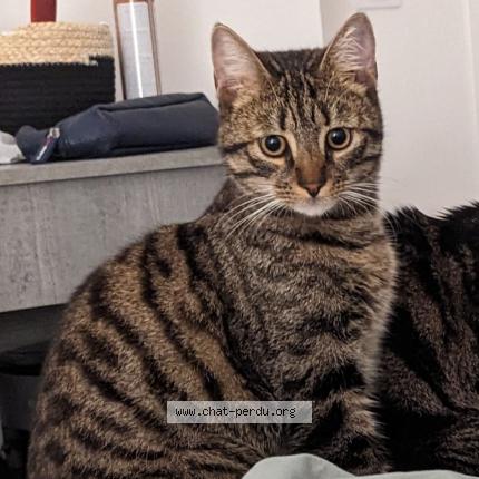 Photo 1/1 Yako Chat lost in Chelles