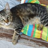 Picture of cat found at Douvaine