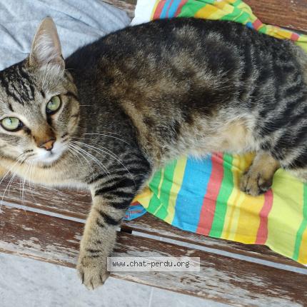 Photo 1/1 Found cat Found in Douvaine