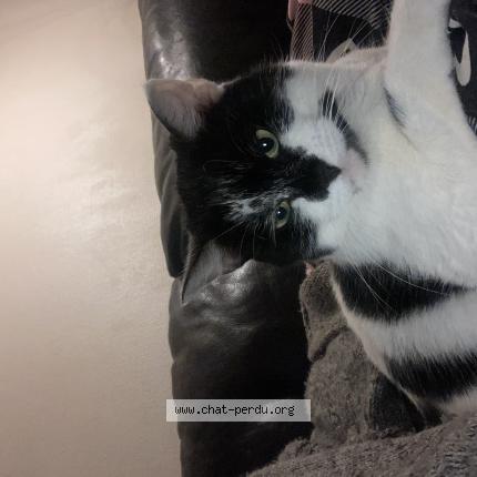 Photo 1/1 Mimi Chat lost in Pau