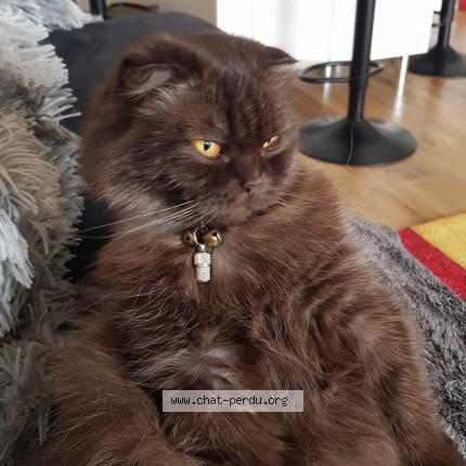 Photo 1/1 Praline Chat lost in Pont a marcq