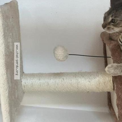 Photo 1/2 Yuki Chat lost in Esch sur alzette