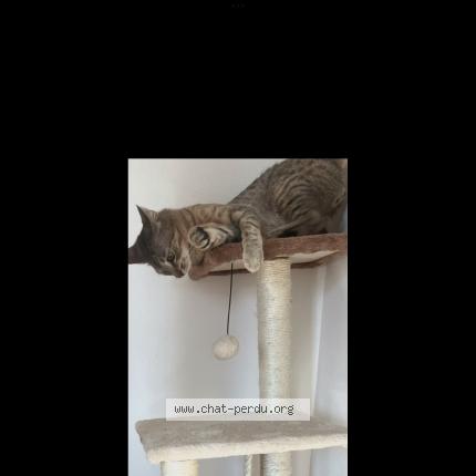 Photo 2/2 Yuki Chat lost in Esch sur alzette