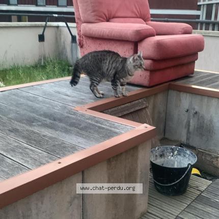 Photo 1/1 Gustave Chat lost in Palaiseau