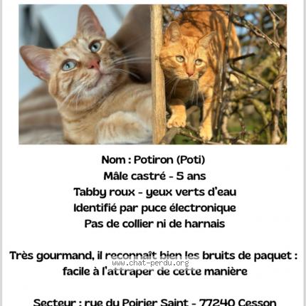 Photo 1/1 Potiron Chat lost in Cesson