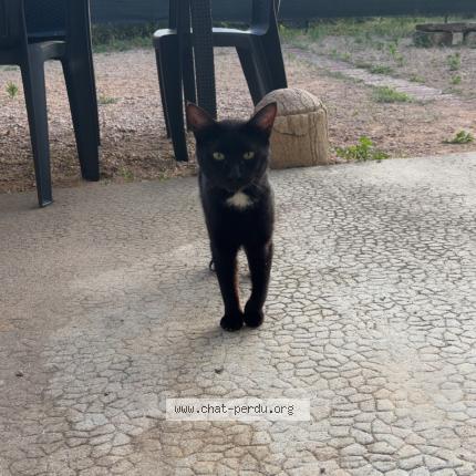 Photo 1/1 Found cat Found in Pont de vaux