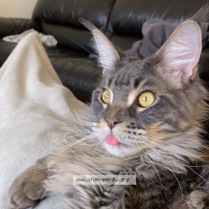 Photo 1/1 Smic Chat lost in Beauvais